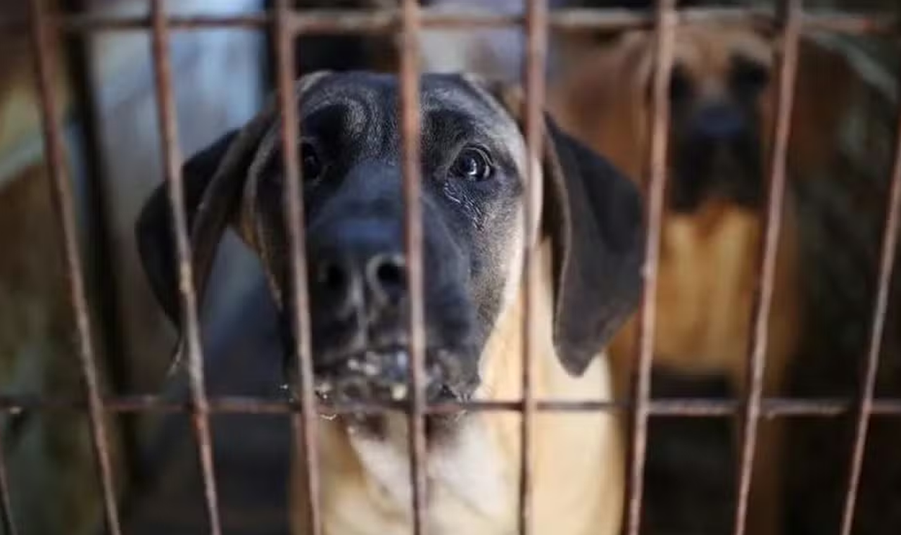 Por que a Coreia do Sul está proibindo tradicional comércio de carne de cachorro