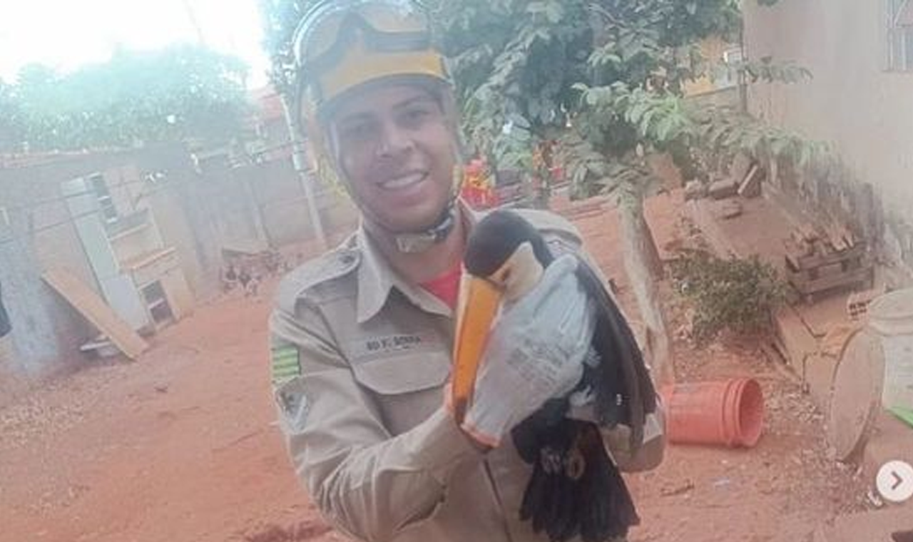 Bombeiros Capturam Tucano no Quintal de uma Casa em Quirinópolis