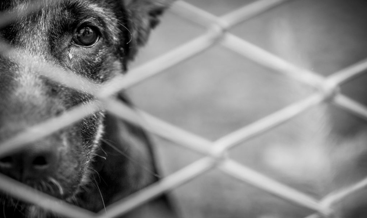 Idoso é preso por maus-tratos a animais em Cachoeira Alta