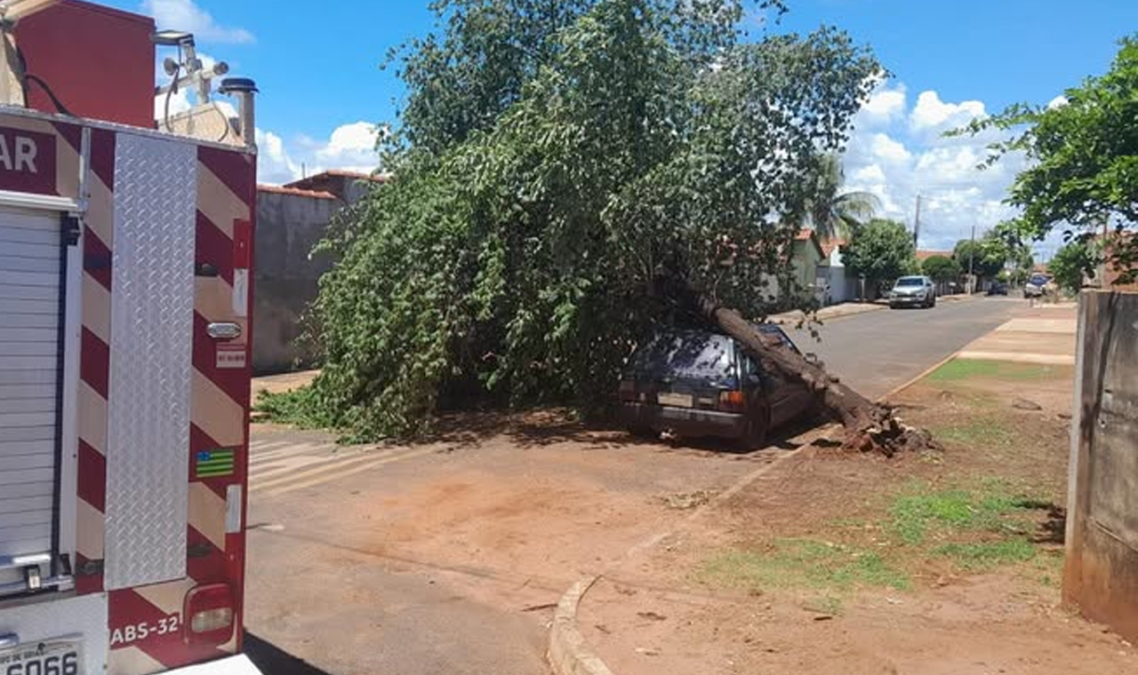 ÁRVORE CAIU SOBRE CARRO EM QUIRINÓPOLIS