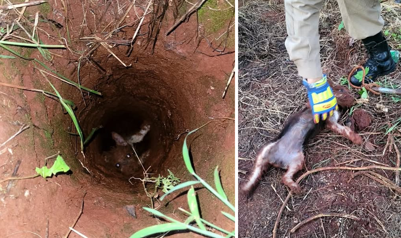 BOMBEIROS RESGATARAM CACHORRO DE BURACO NO CENTRO DE QUIRINÓPOLIS