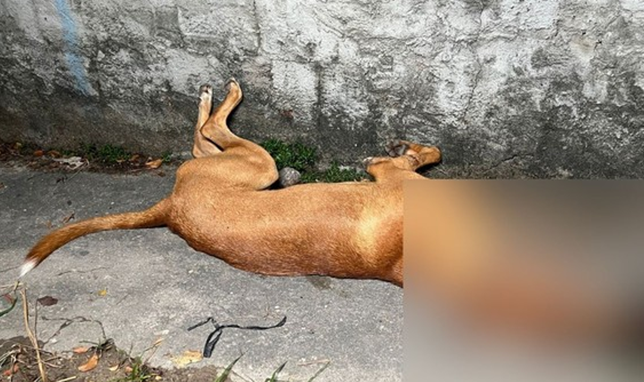 CACHORRO FOI MORTO A TIROS EM QUIRINÓPOLIS